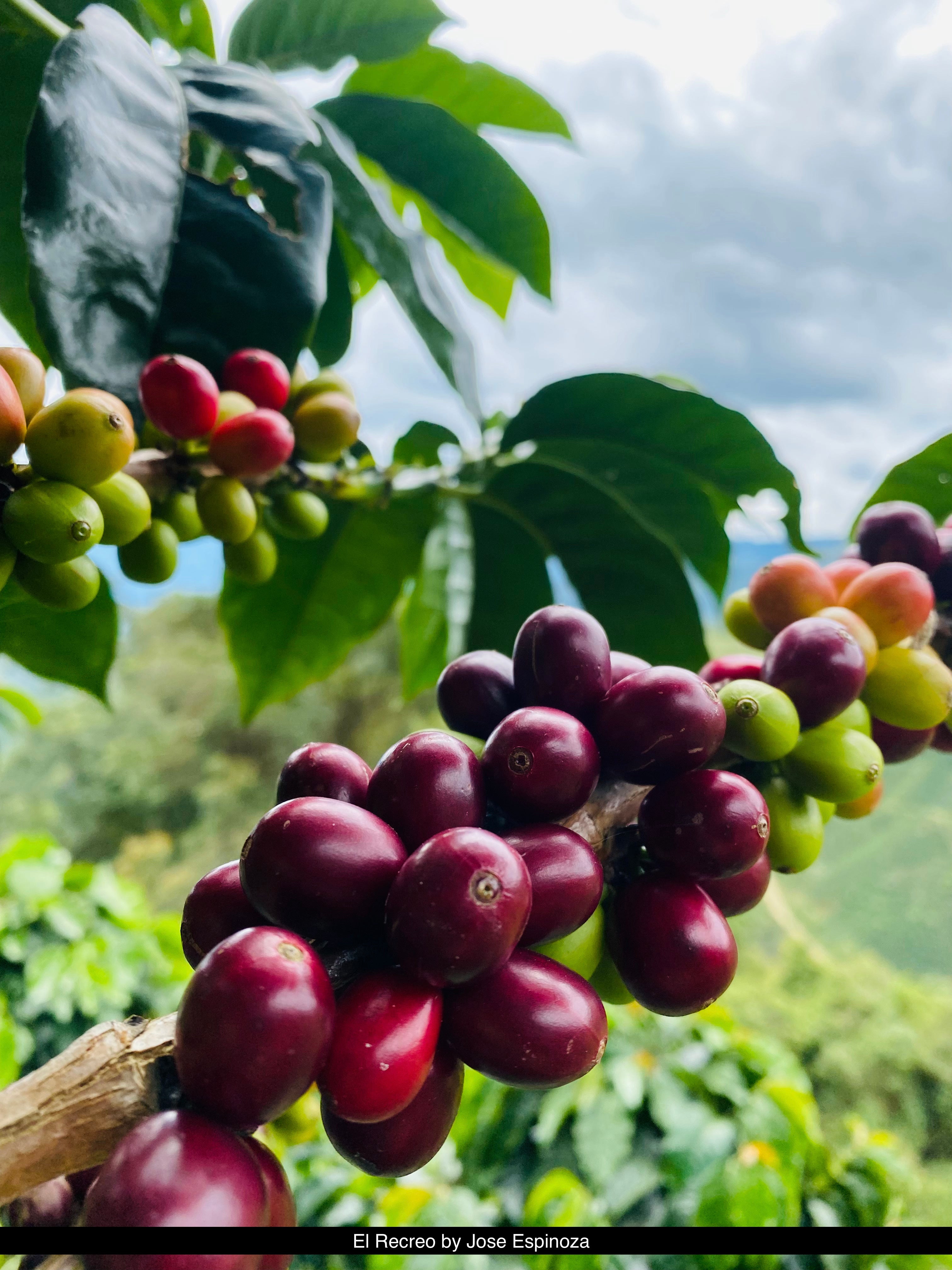 Superduperfancysmænsy- kaffi